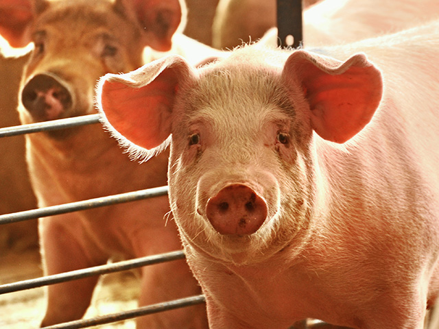 The National Pork Board says pork producers use about 10% of the U.S. soybean crop to feed their animals. Due to this connection, production changes for either commodity ultimately affect both, Image by Jim Patrico